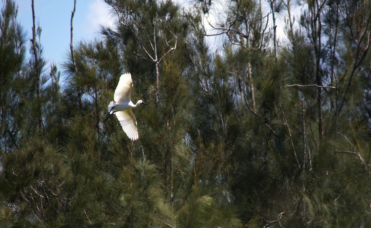 Royal Spoonbill - ML645029809