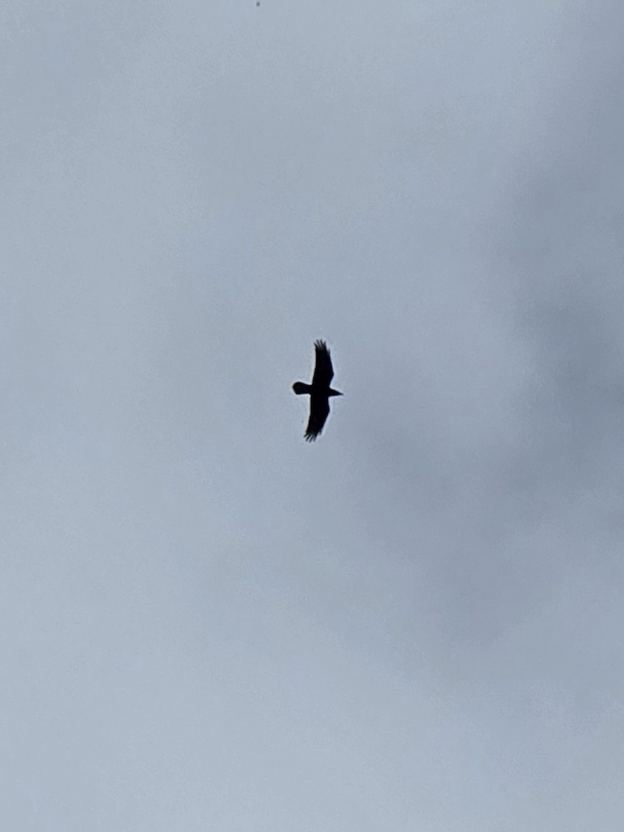 Common Raven - ML645029810