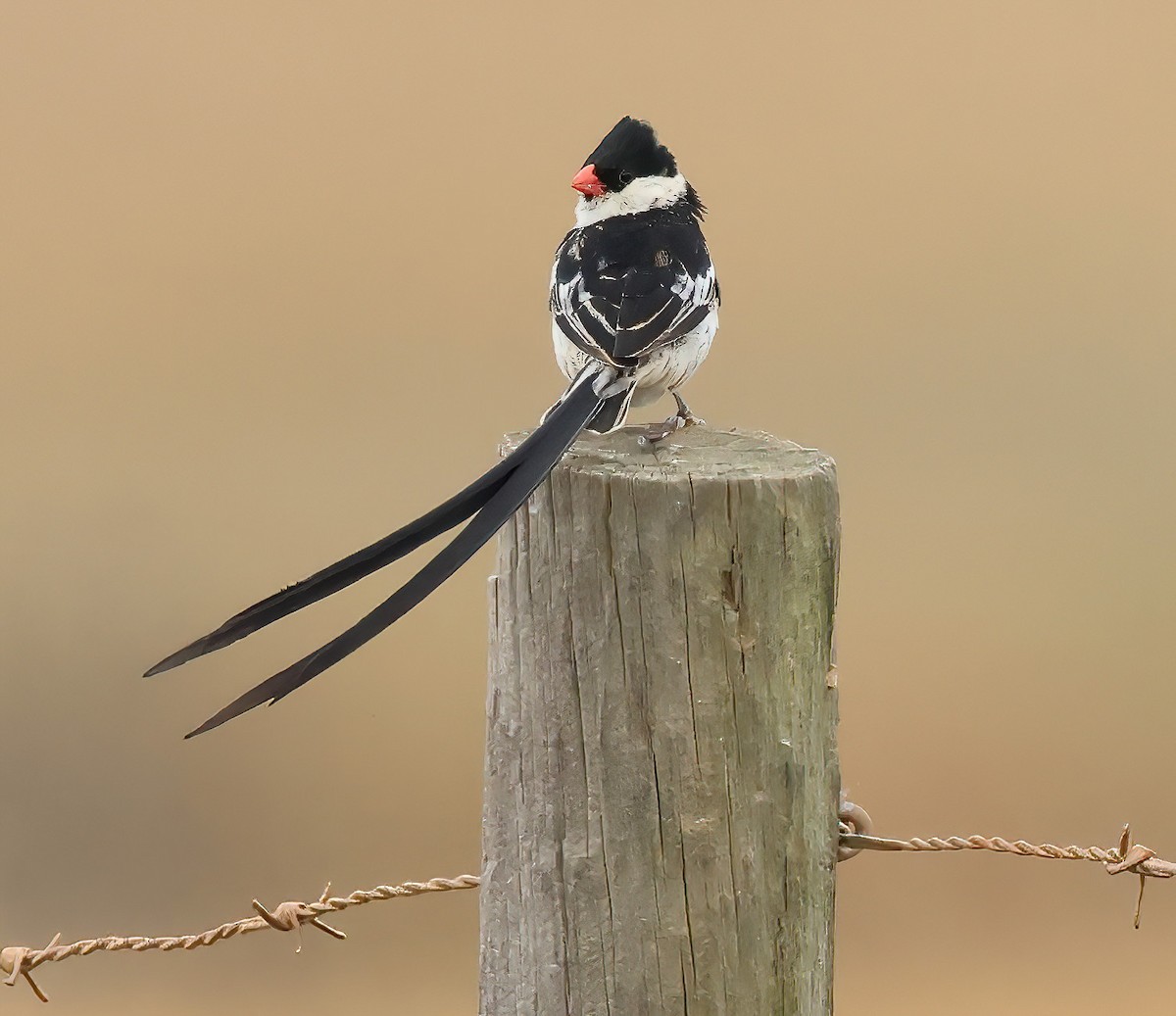 Pin-tailed Whydah - ML645029811