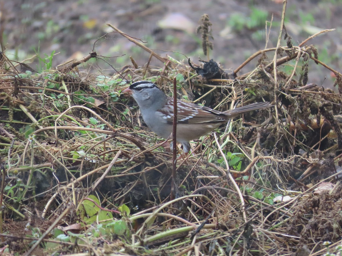 White-crowned Sparrow - ML645029813