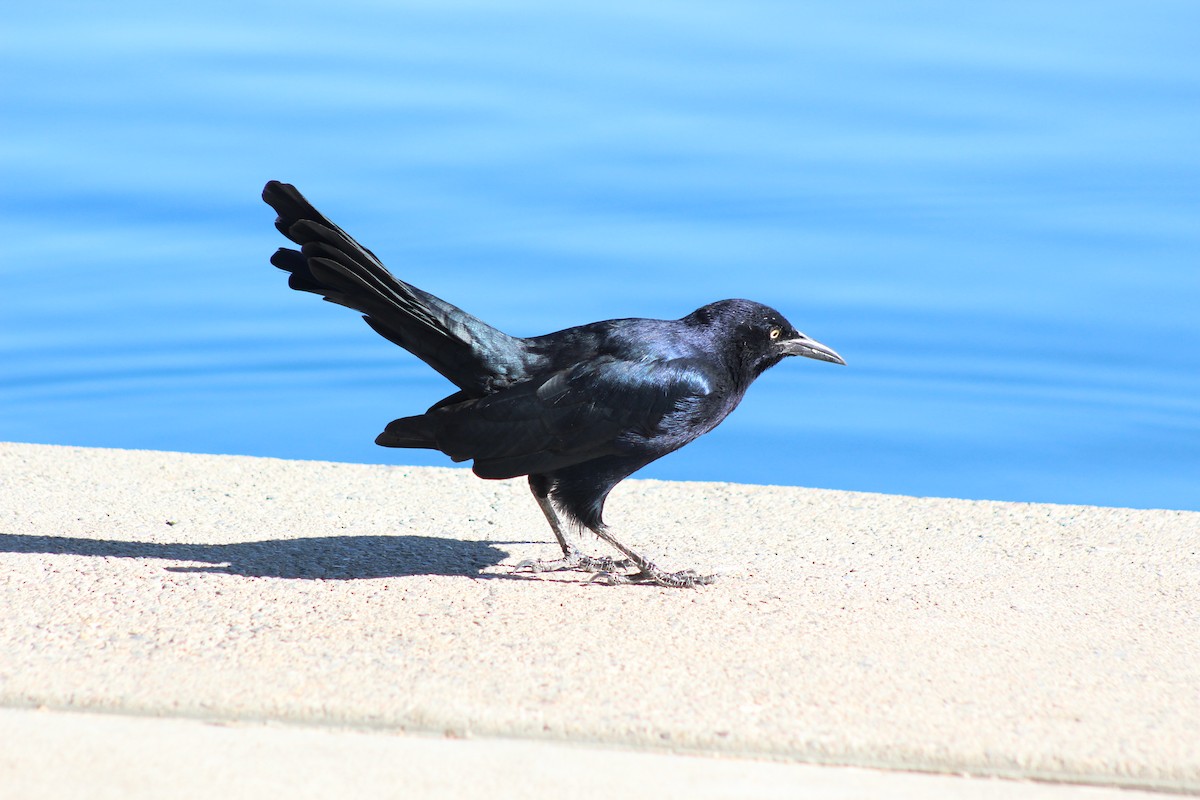 Great-tailed Grackle - ML645029814