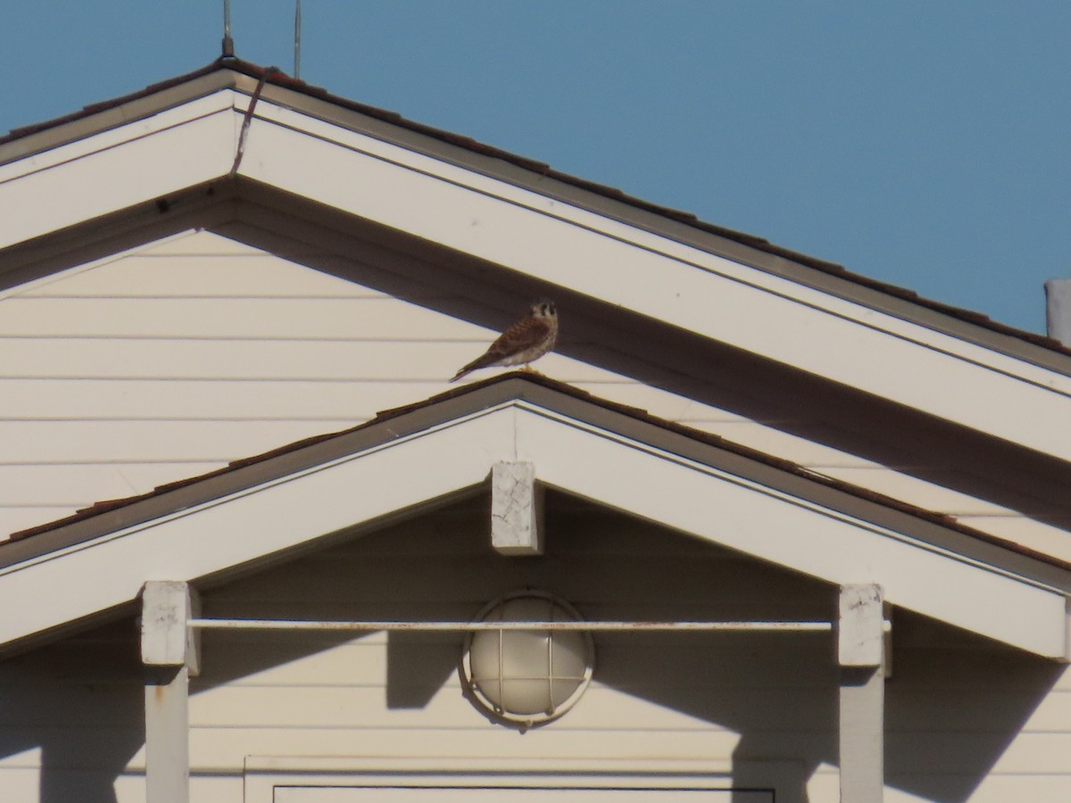 American Kestrel - ML645029824