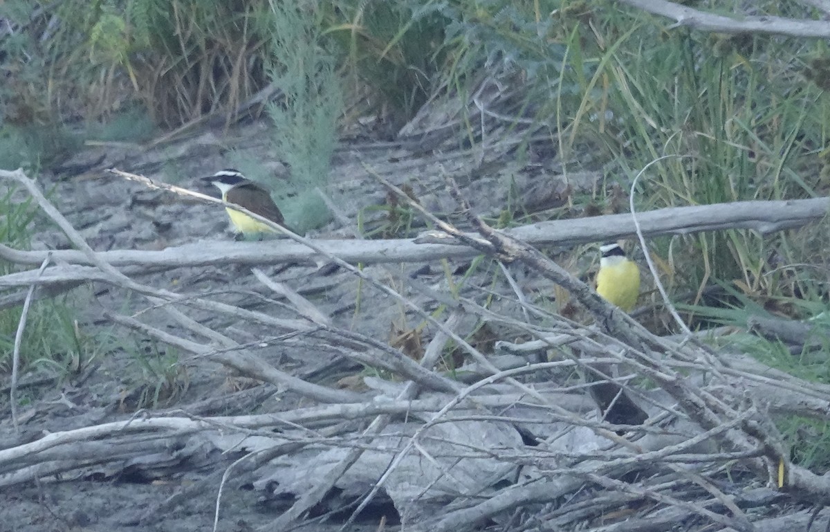 Great Kiskadee - ML645029825