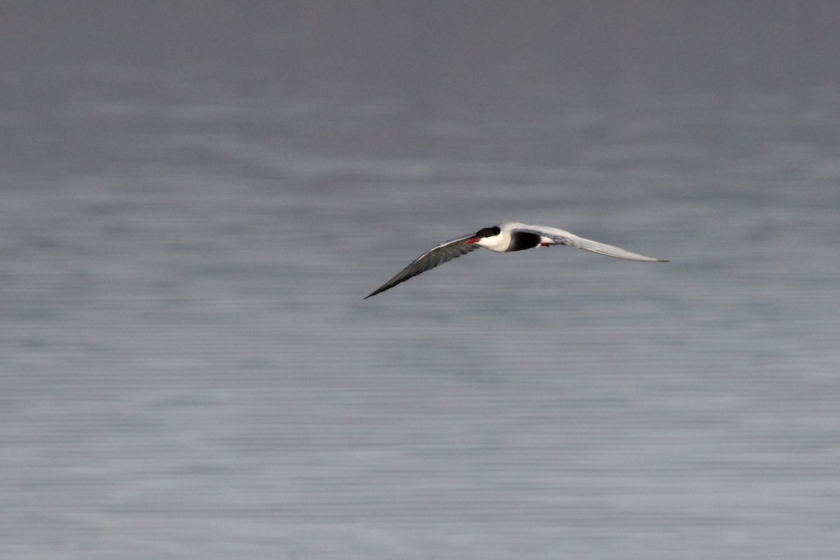 クロハラアジサシ - ML645029872