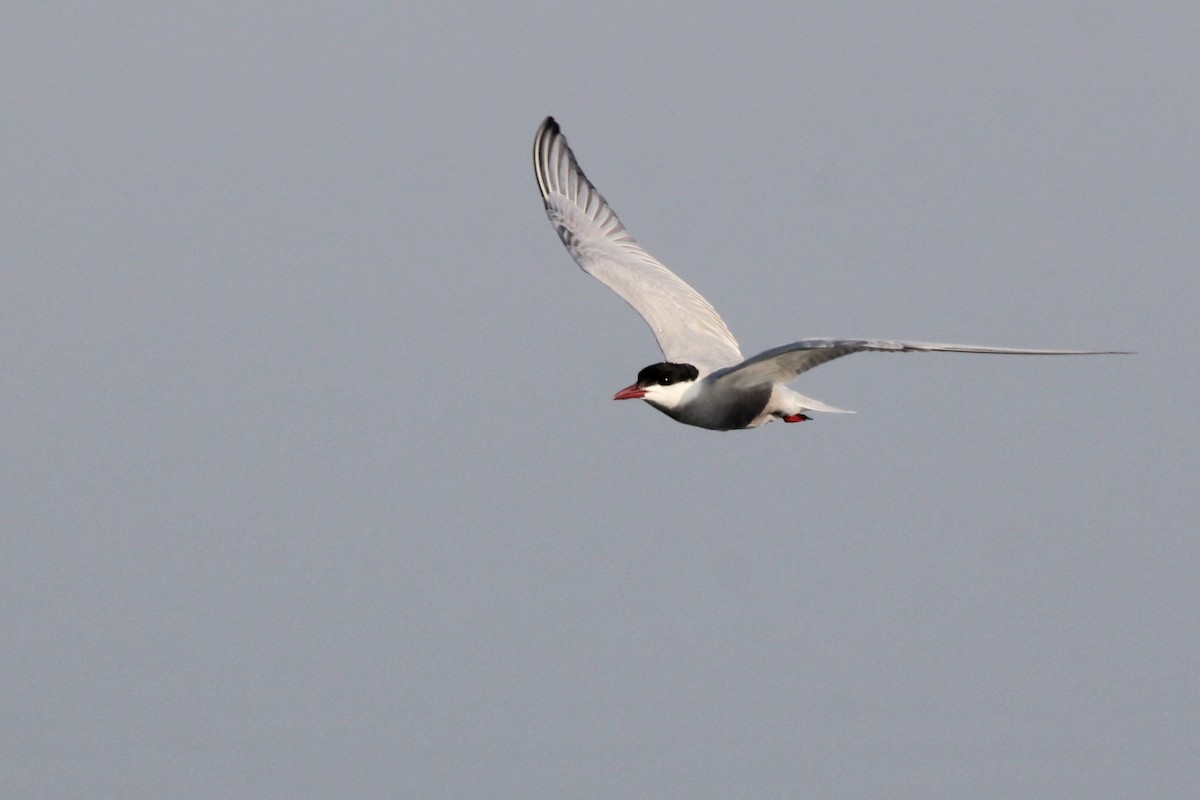 クロハラアジサシ - ML645029873