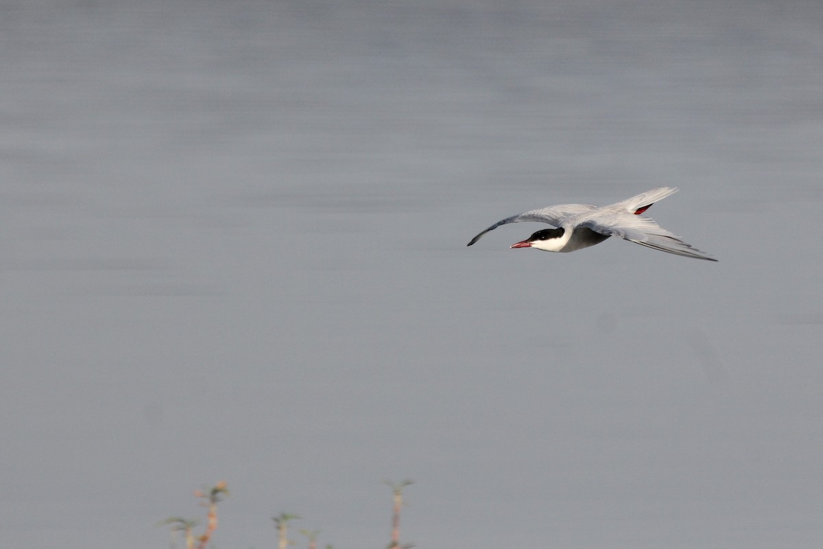 クロハラアジサシ - ML645029874