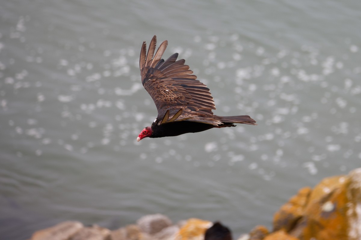 Turkey Vulture - ML645029876