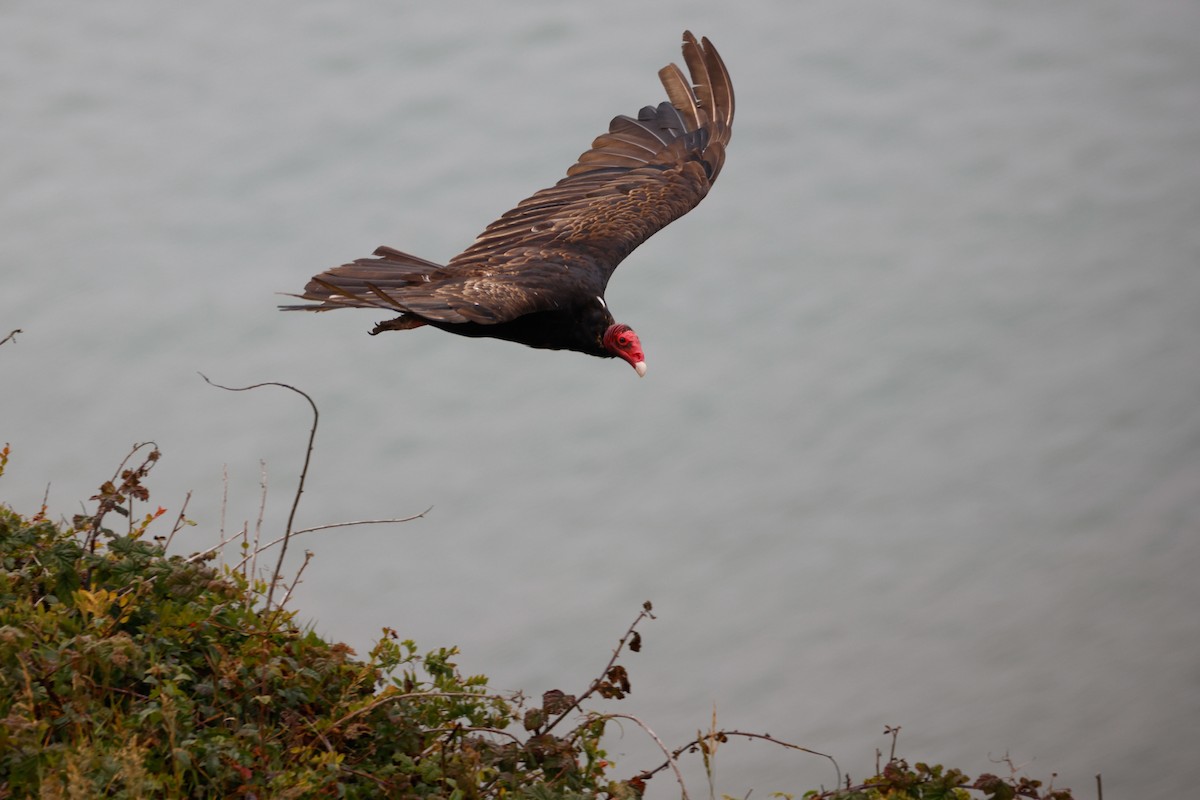 Turkey Vulture - ML645029877