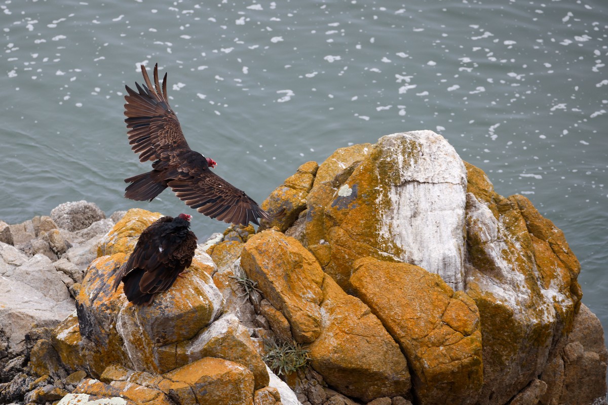 Turkey Vulture - ML645029878