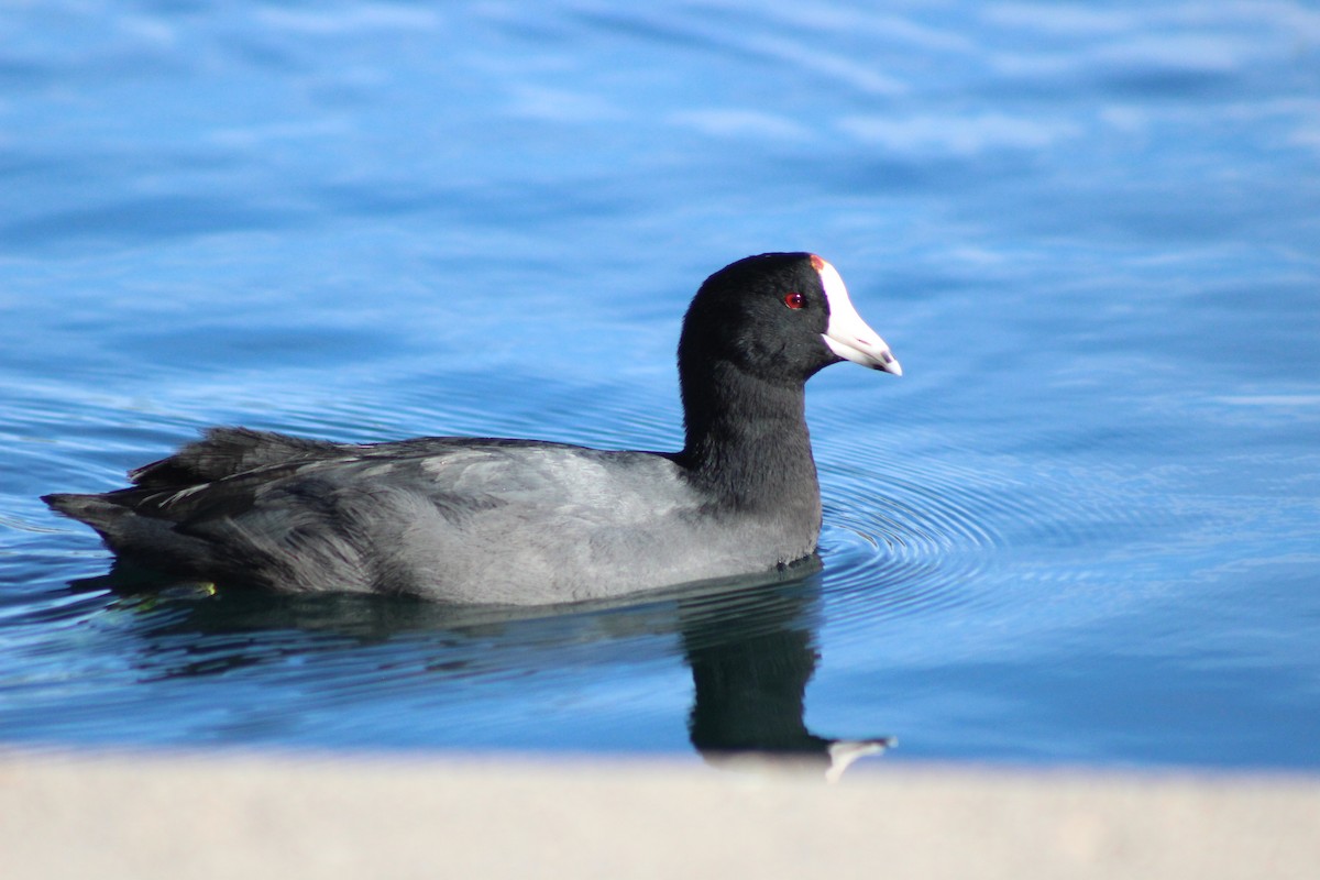 American Coot - ML645029879