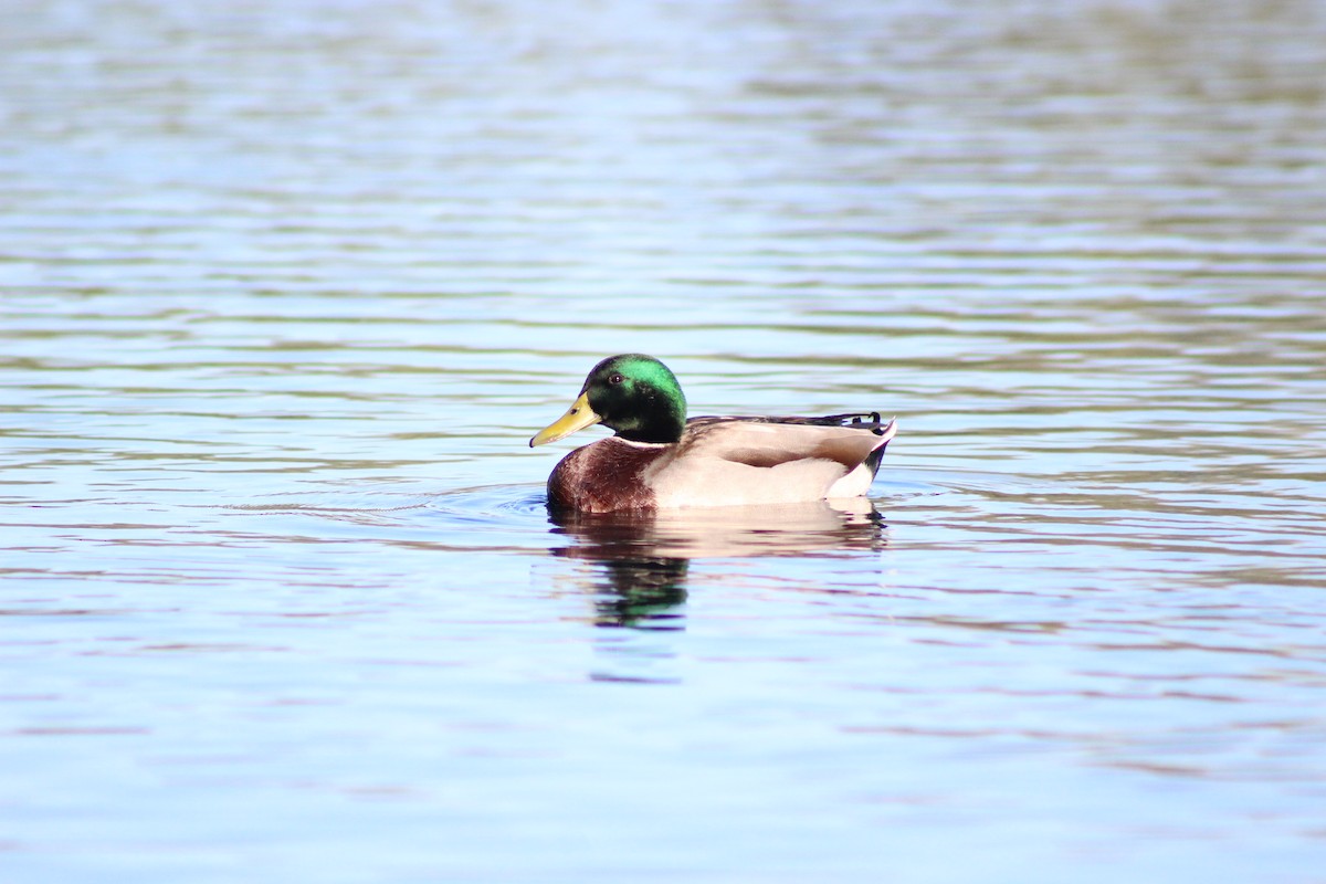 Mallard - ML645029888