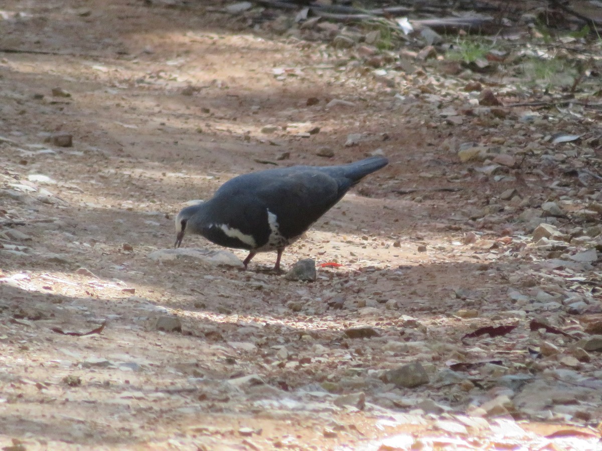 Вонга - ML645029894