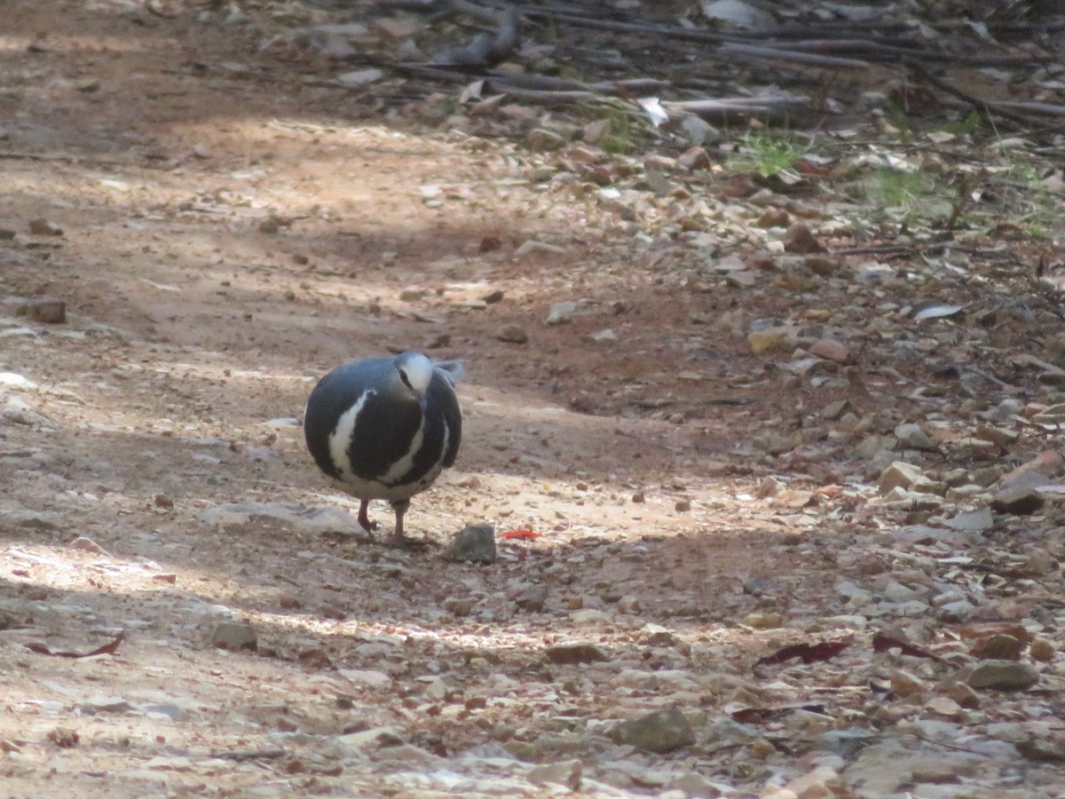 Вонга - ML645029897