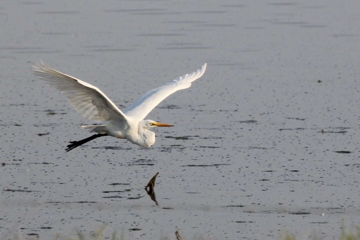 ダイサギ - ML645029901