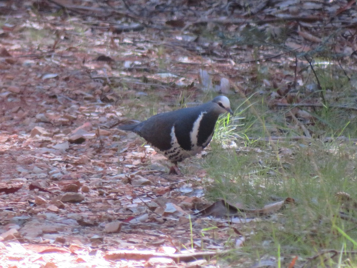 Вонга - ML645029913