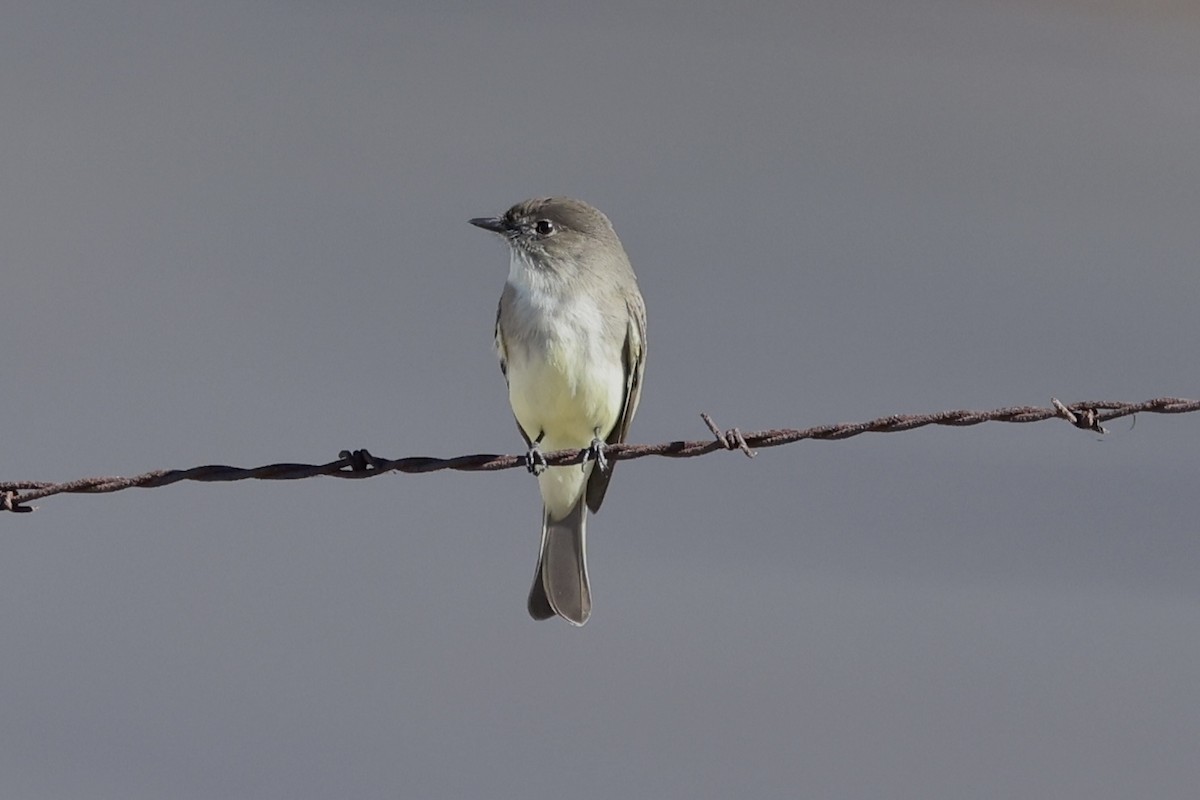 Eastern Phoebe - ML645029914