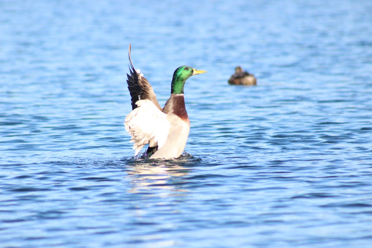 Mallard - ML645029916