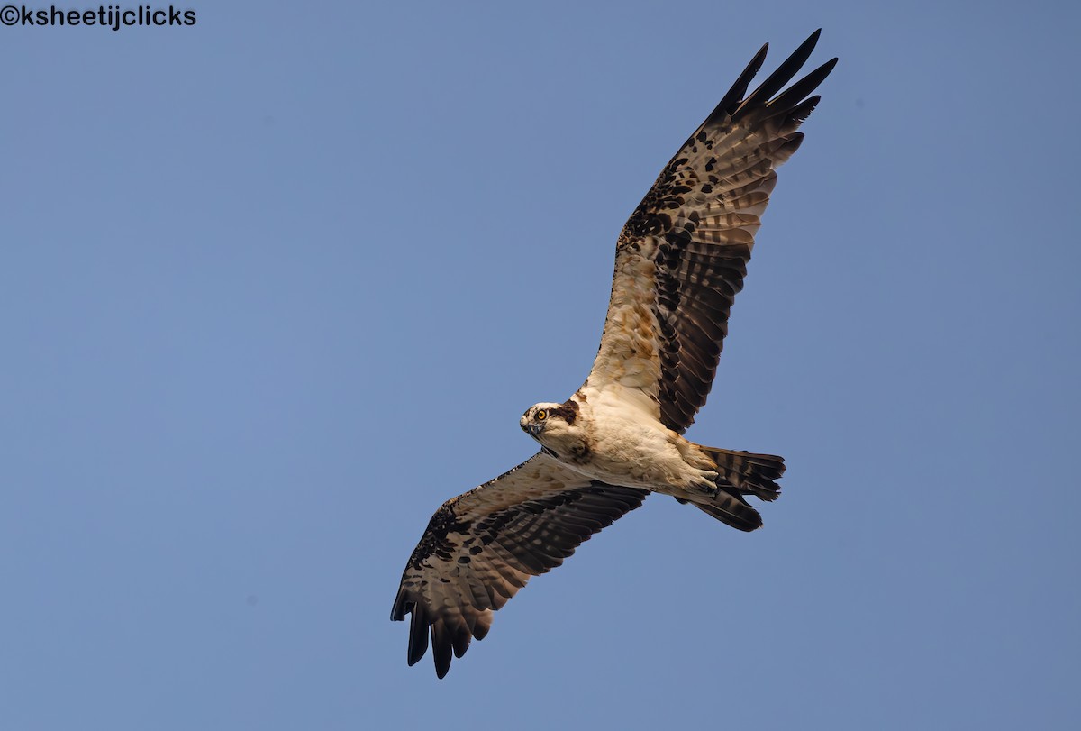 Osprey - ML645029918