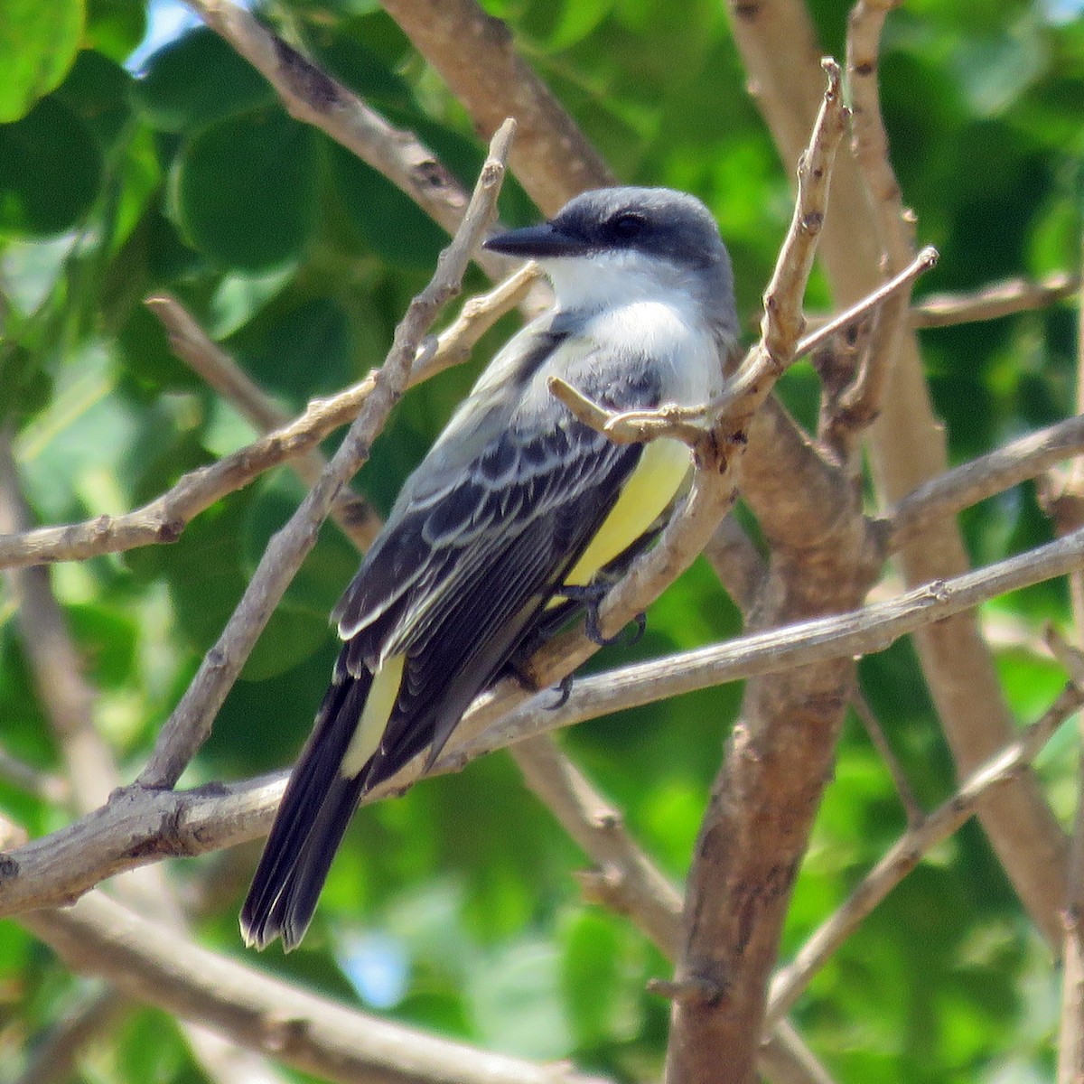 Snowy-throated Kingbird - ML645029928