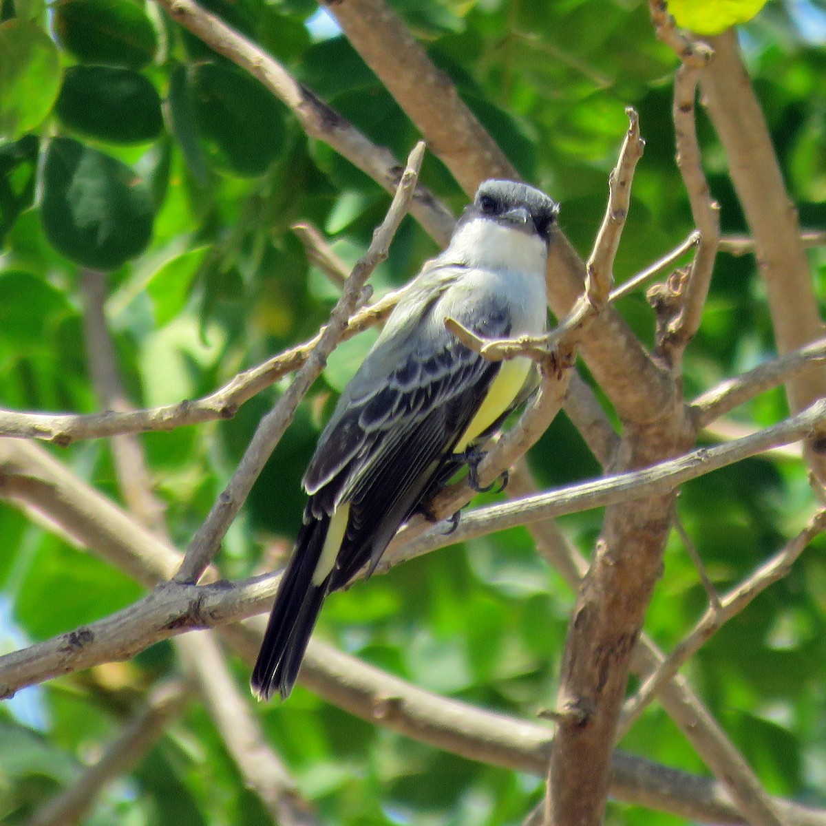 Snowy-throated Kingbird - ML645029929