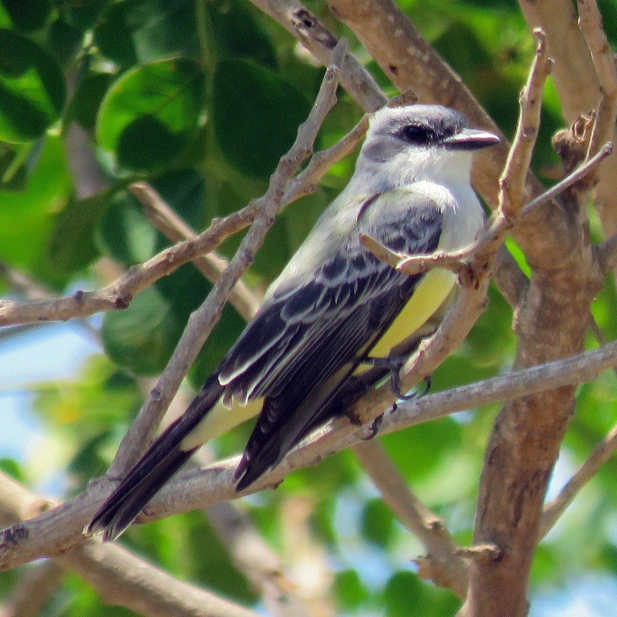 Snowy-throated Kingbird - ML645029931