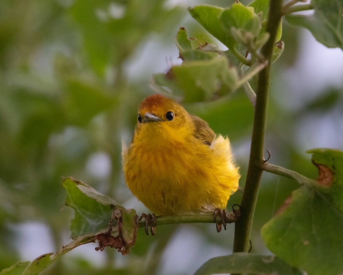 Mangrove Yellow Warbler - ML645029937