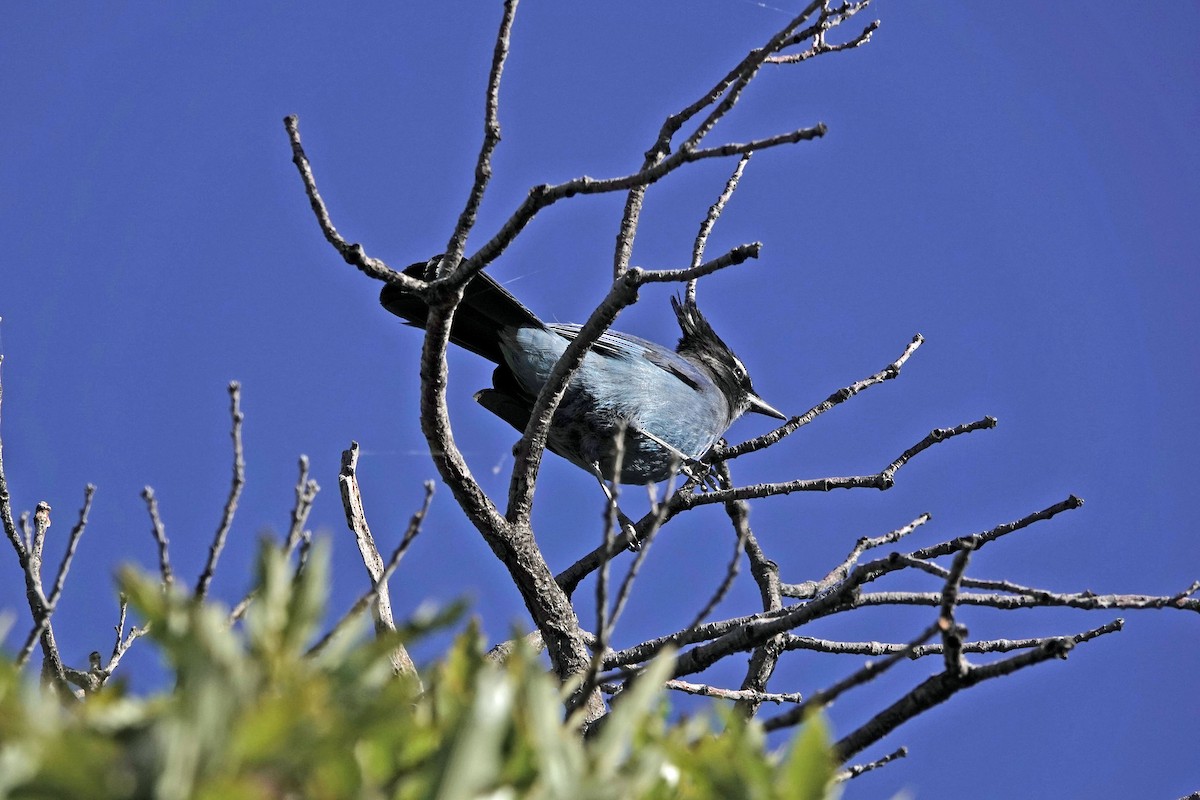 Steller Kargası - ML645029945