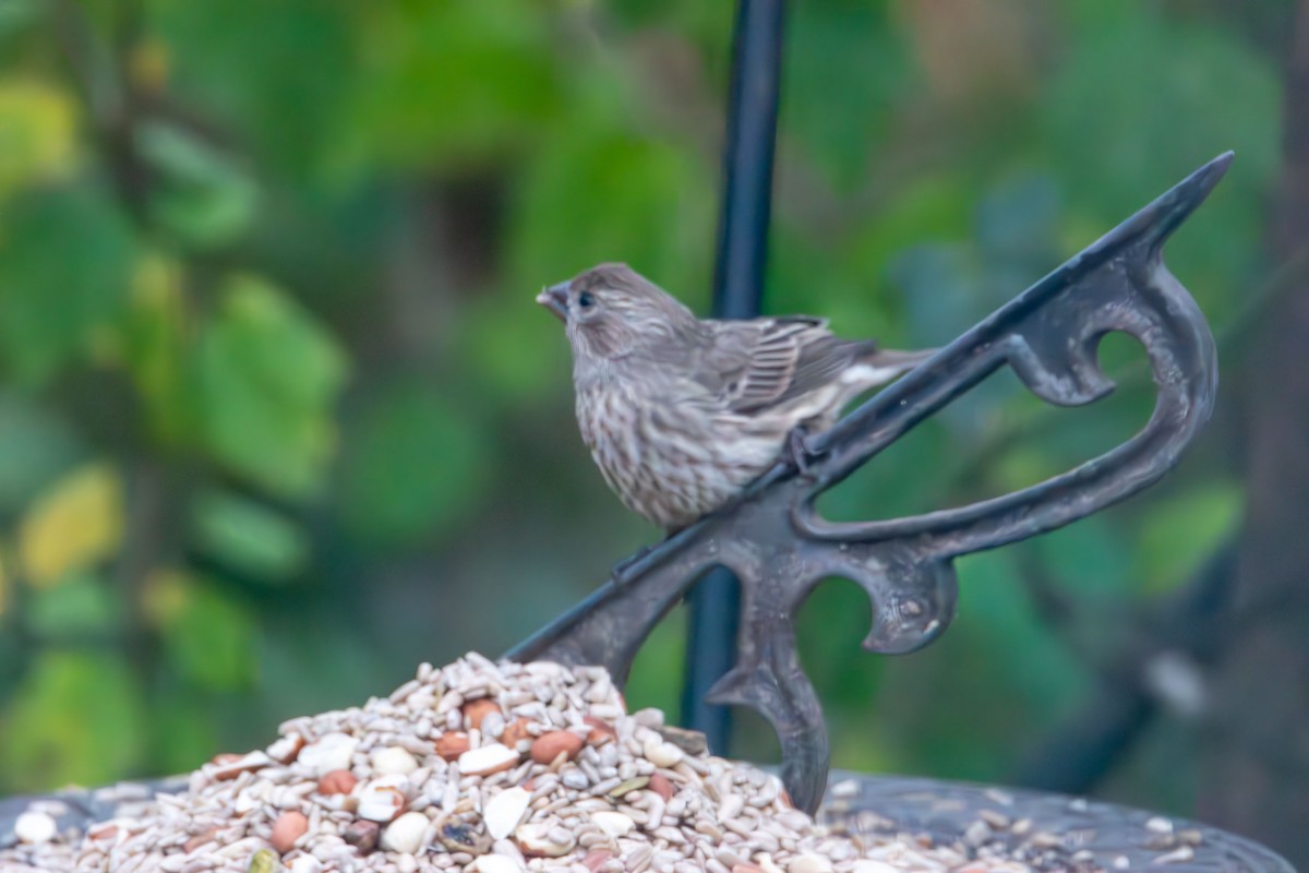 House Finch - ML645029946