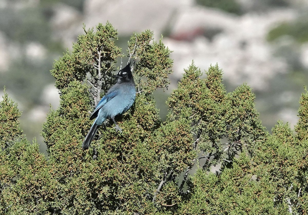 Steller Kargası - ML645029949