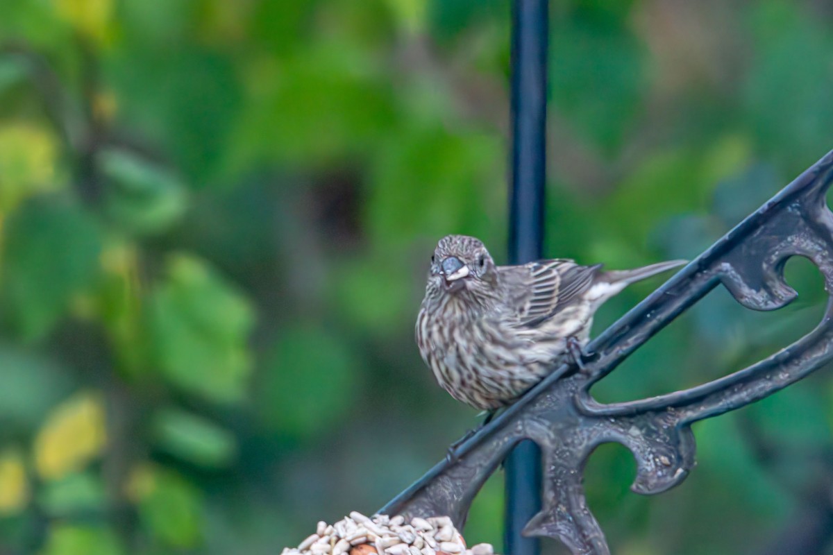 House Finch - ML645029951