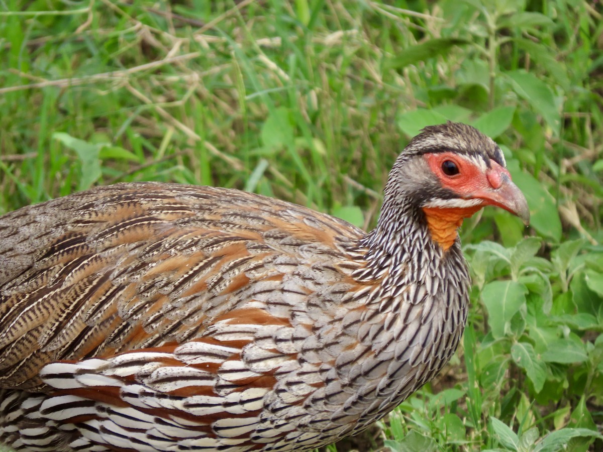 Gray-breasted Spurfowl - ML645029954