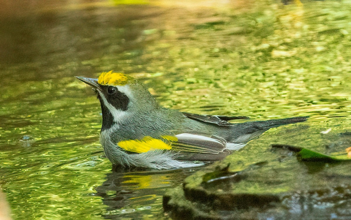 Altın Kanatlı Ötleğen - ML645029955