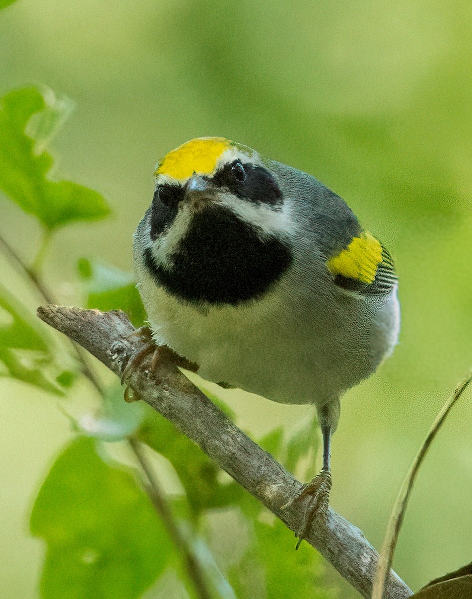 Altın Kanatlı Ötleğen - ML645029956