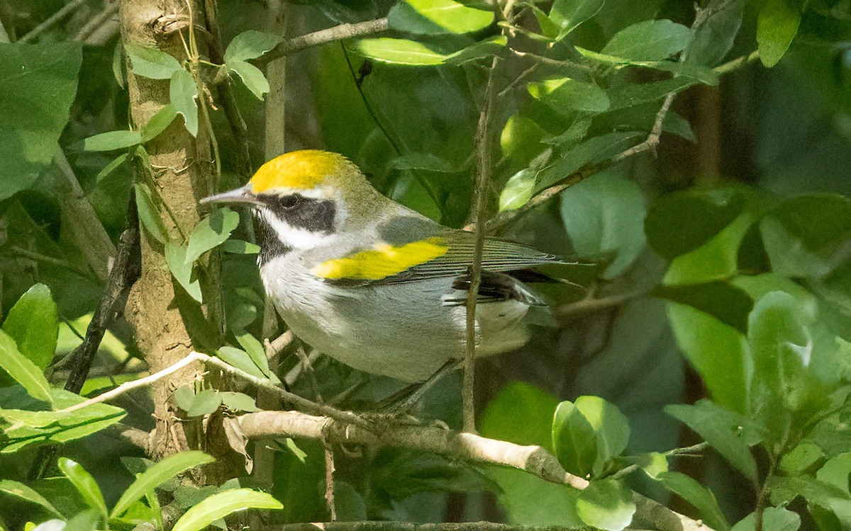 Altın Kanatlı Ötleğen - ML645029957