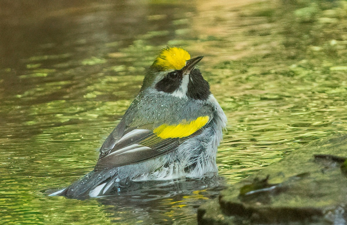 Altın Kanatlı Ötleğen - ML645029958