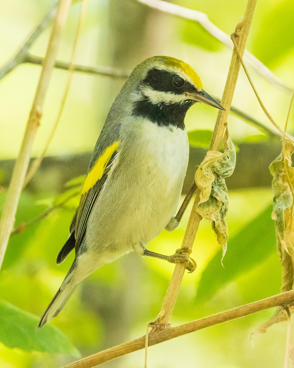 Altın Kanatlı Ötleğen - ML645029959