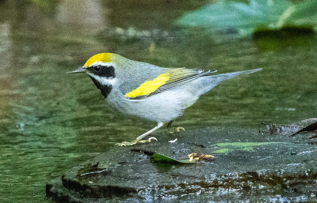 Altın Kanatlı Ötleğen - ML645029960