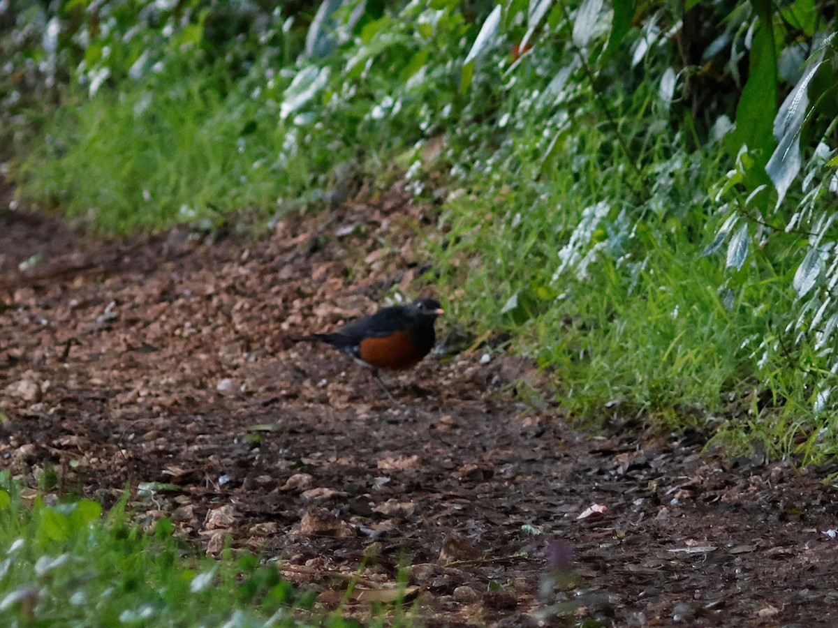 Гаитянский дрозд - ML645029962