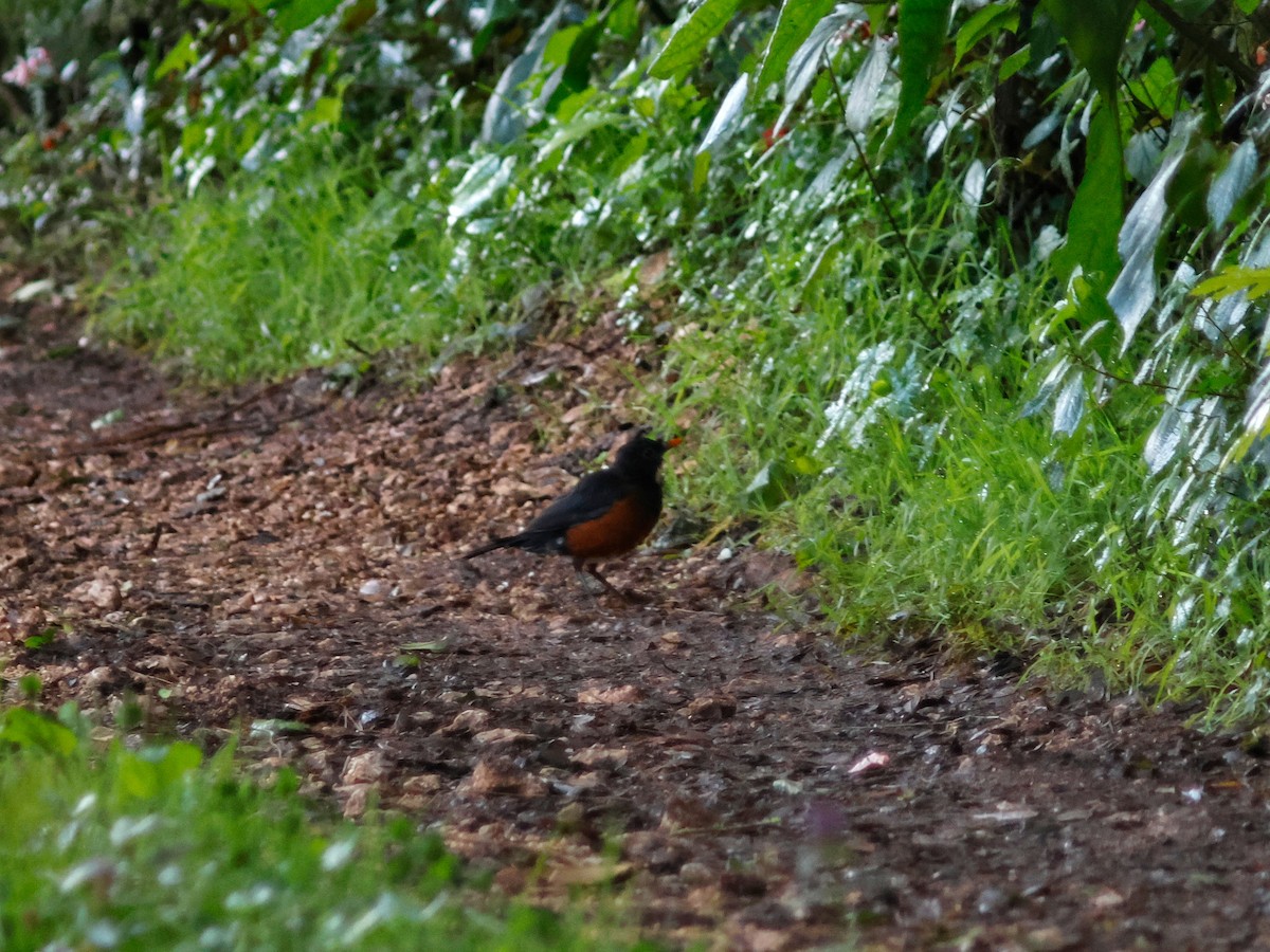 Гаитянский дрозд - ML645029963