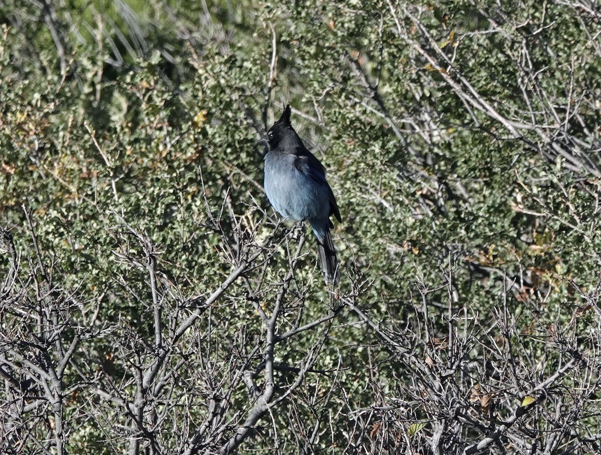 Steller Kargası - ML645029964