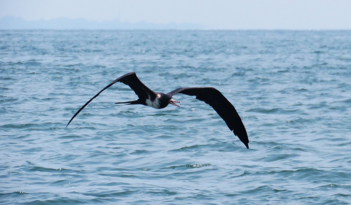 Christmas Island Frigatebird - ML645029965