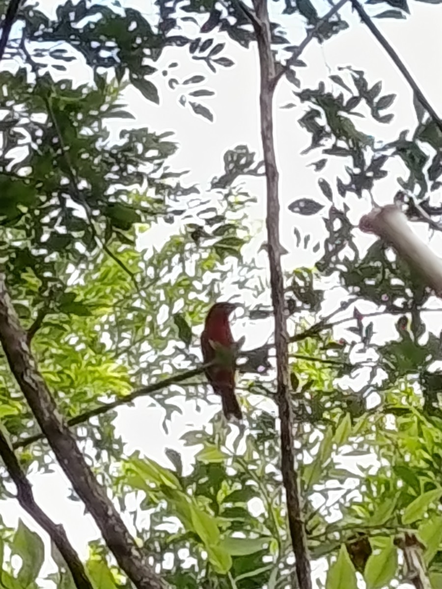 Summer Tanager - ML645029984