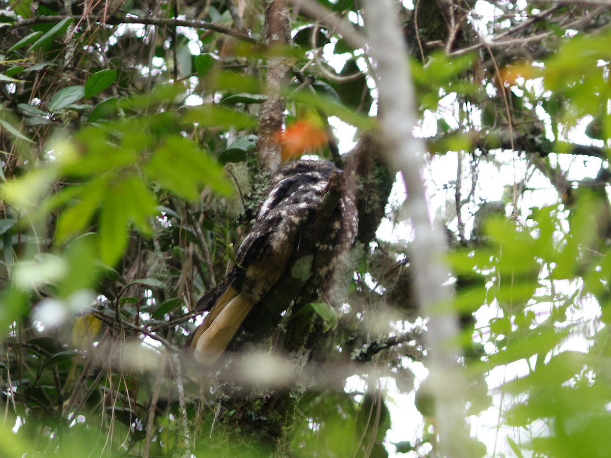 Hispaniolan Nightjar - ML645029993