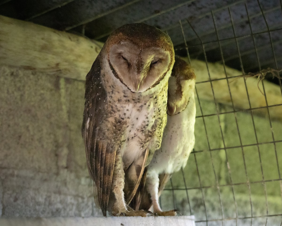 American Barn Owl - ML645029994