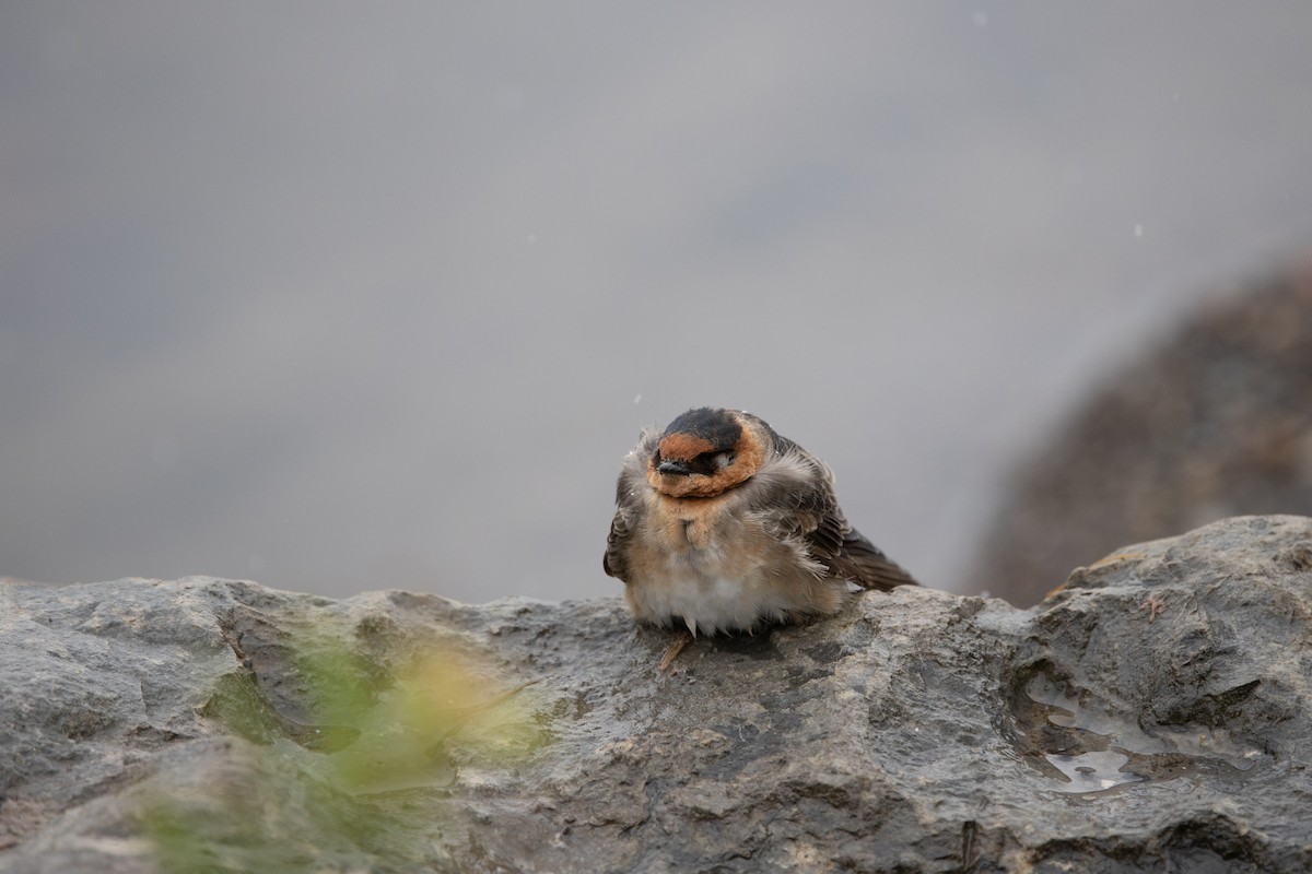 Cave Swallow (Texas) - ML645029996