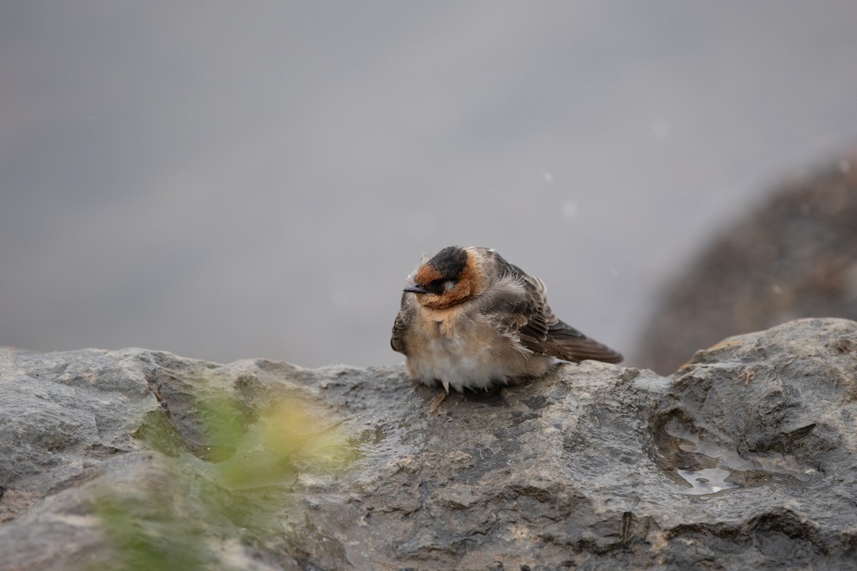 Пещерная ласточка (pallida) - ML645029997