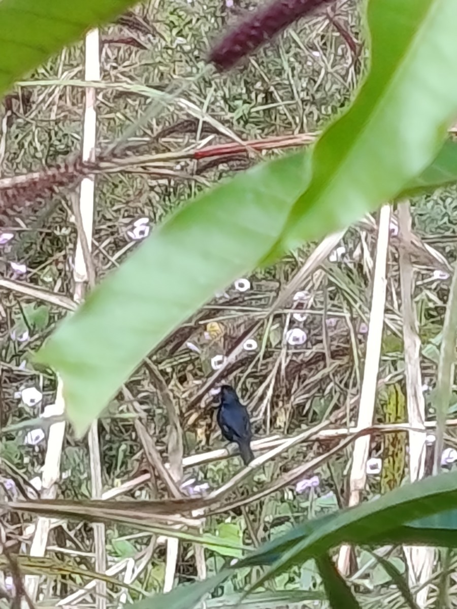 Blue-black Grassquit - ML645029999