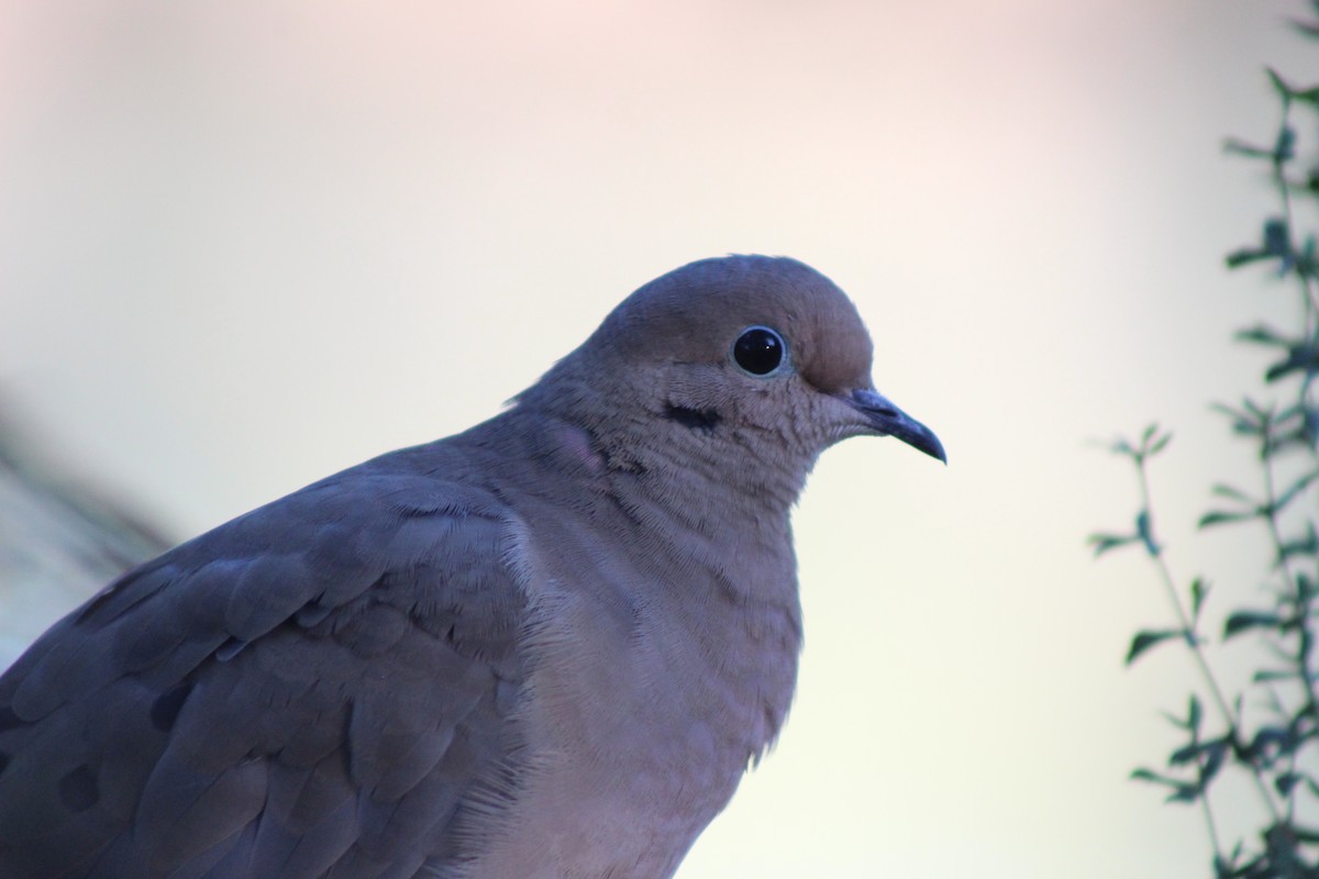 Mourning Dove - ML645030005