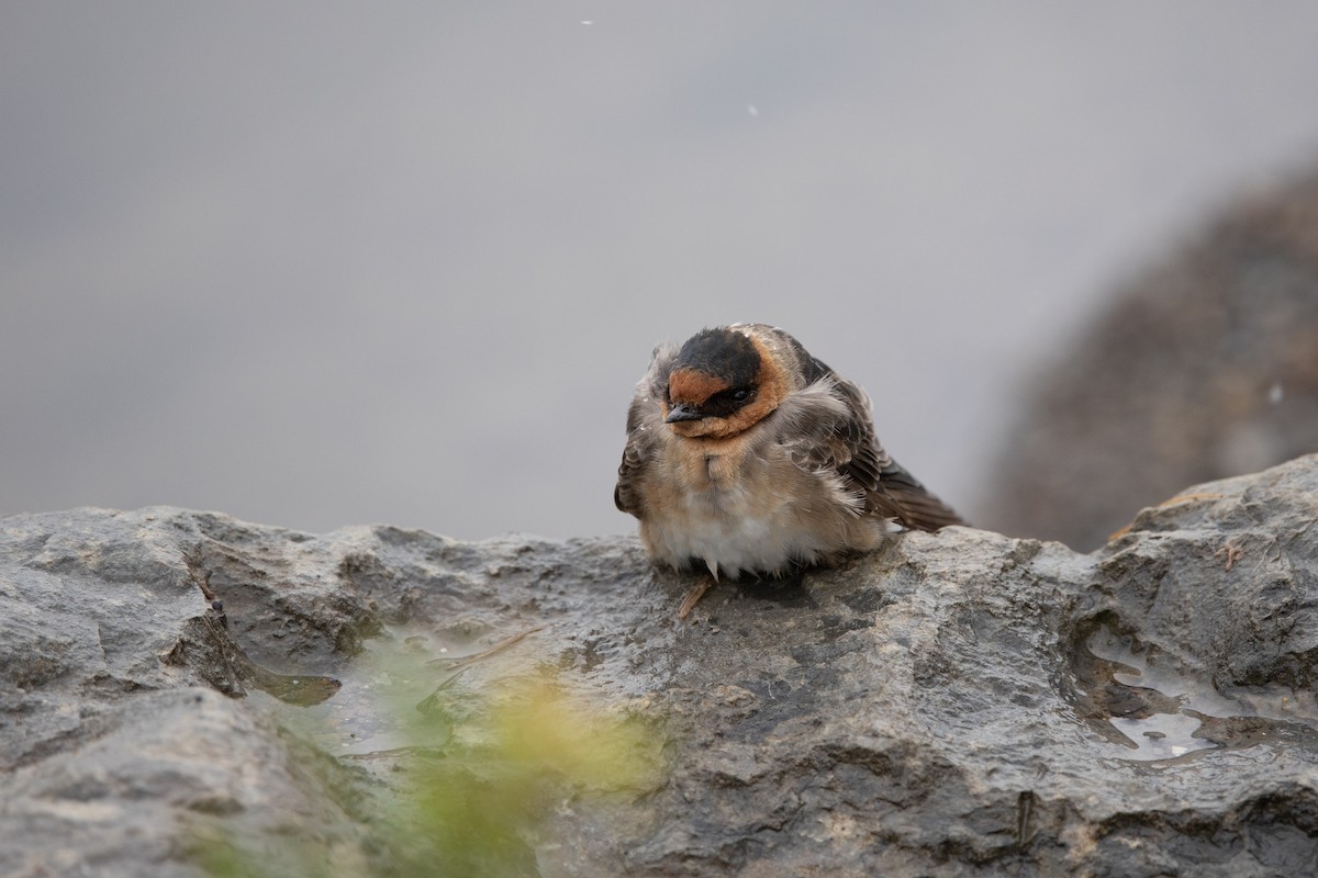 Пещерная ласточка (pallida) - ML645030006