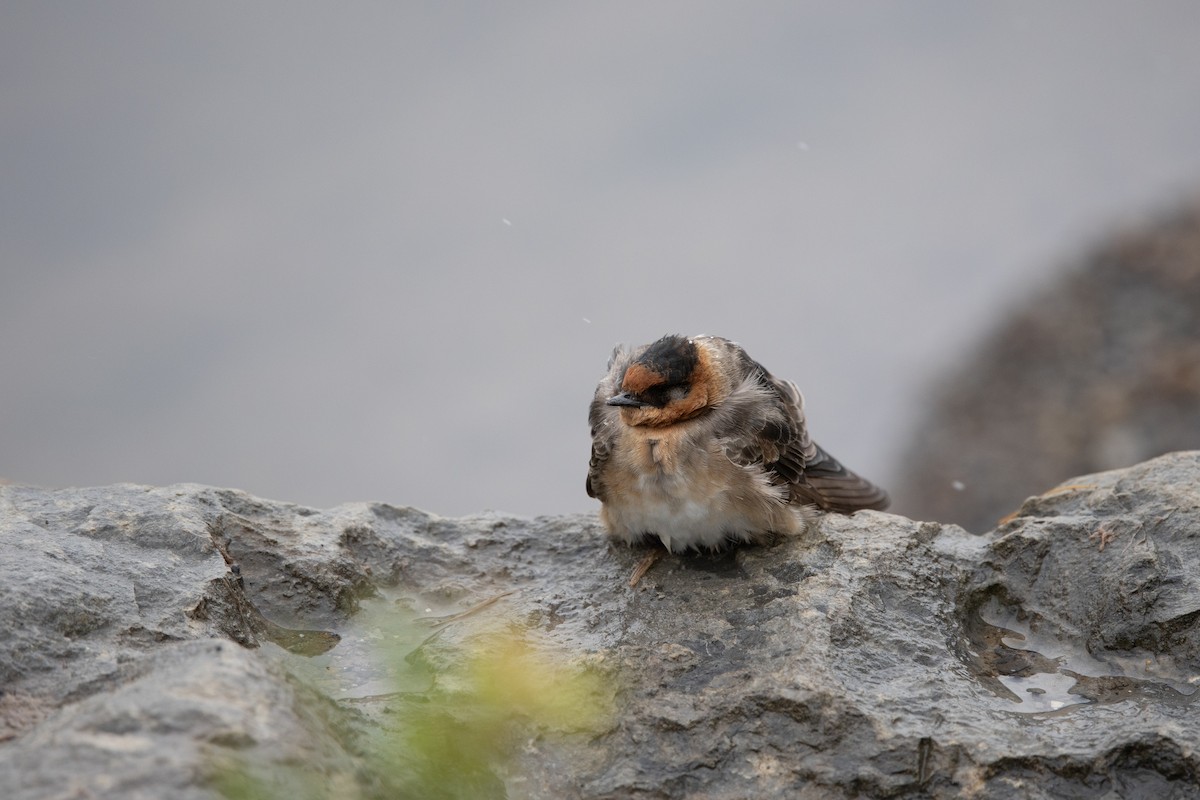 Пещерная ласточка (pallida) - ML645030007